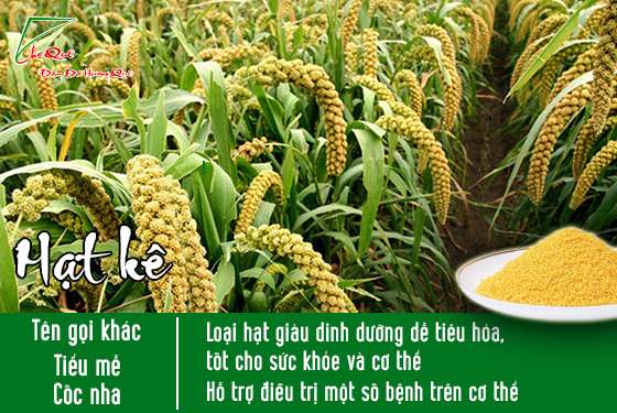 Hạt kê- loại hạt giàu dinh dưỡng